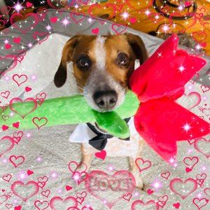 Meet your Posher, Chidori